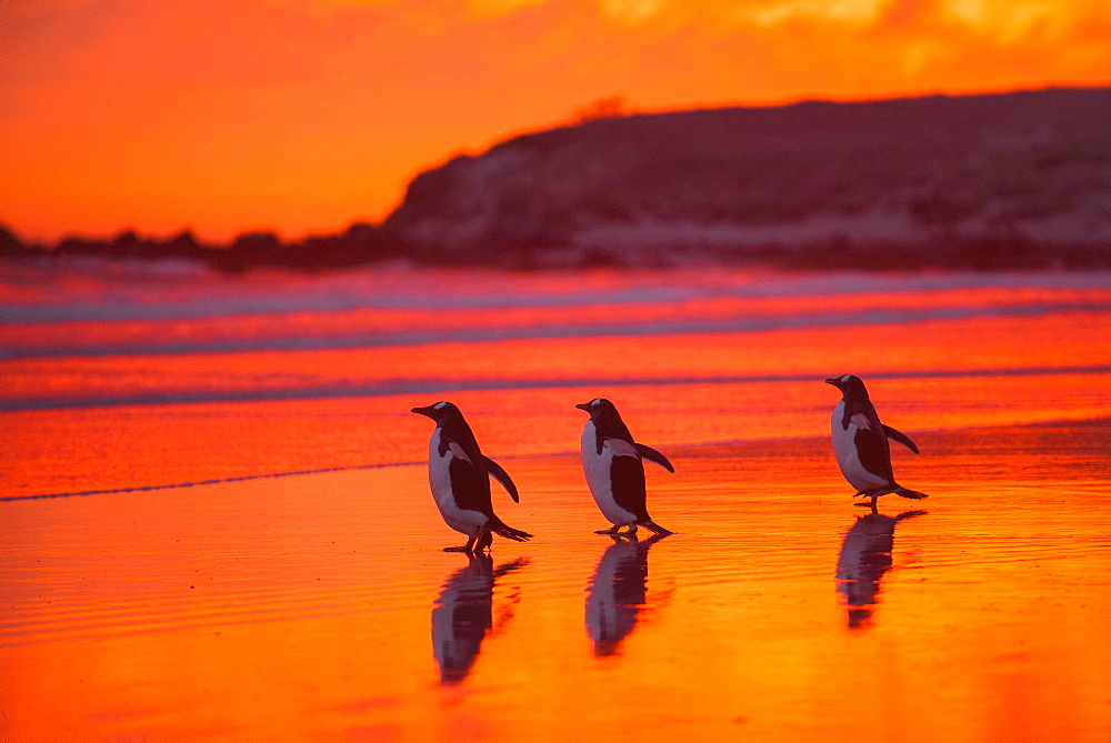 Gentoo penguins (Pygoscelis papua) on the way to the sea at dawn, Volunteer Point, Falkland Islands, South America