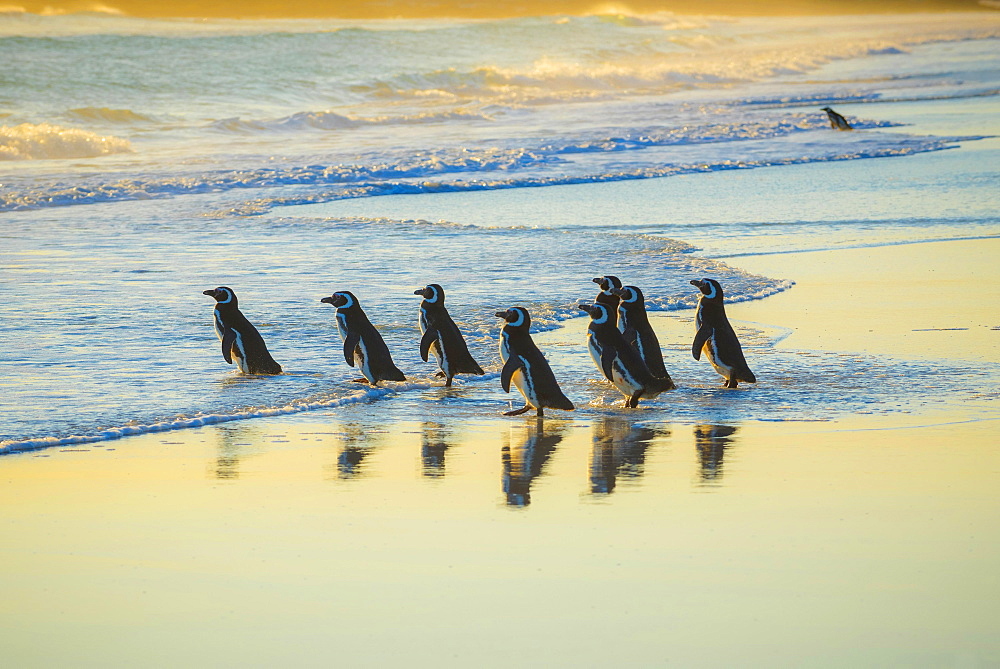 Magellanic penguins (Spheniscus magellanicus) on the way to the sea in the morning light, Volunteer Point, Falkland Islands, South America