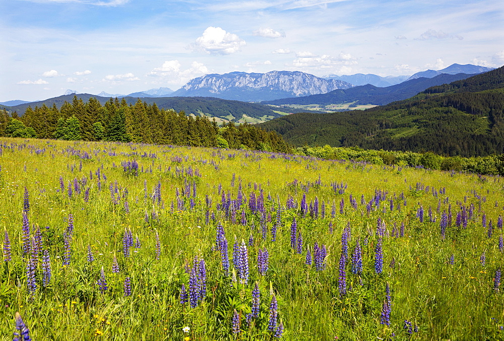 Lupines, Lupinus, multileaved lupine, lupine meadow on the high alpine pasture near Mondsee, behind it Hoellengebirge, Salzkammergut, Upper Austria, Austria, Europe