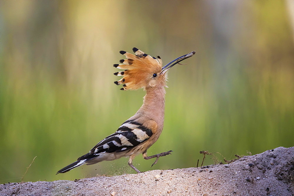 Hoopoe (Upupa epops) with lizard tail as food, during foraging, Biosphere Reserve Mittelelbe, Saxony-Anhalt, Germany, Europe