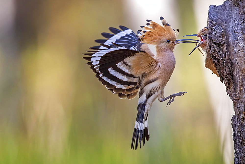 Hoopoe (Upupa epops) Old bird feeds the young bird with lizard tail, Middle Elbe Biosphere Reserve, Saxony-Anhalt, Germany, Europe