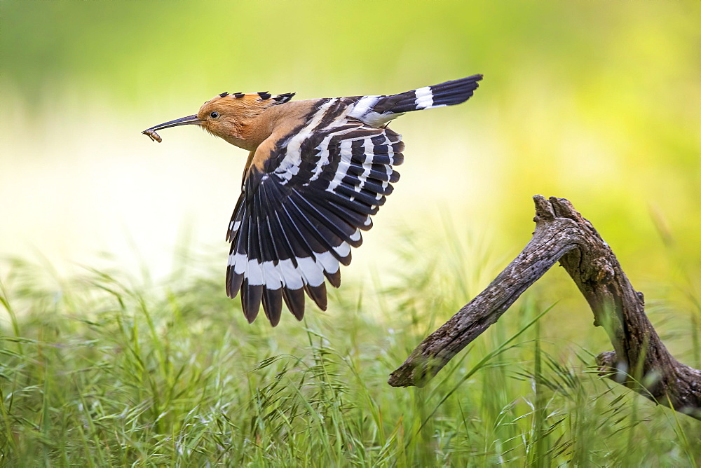 Hoopoe (Upupa epops) departure with prey in search of food, sunrise, Biosphere Reserve Mittelelbe, Saxony-Anhalt, Germany, Europe