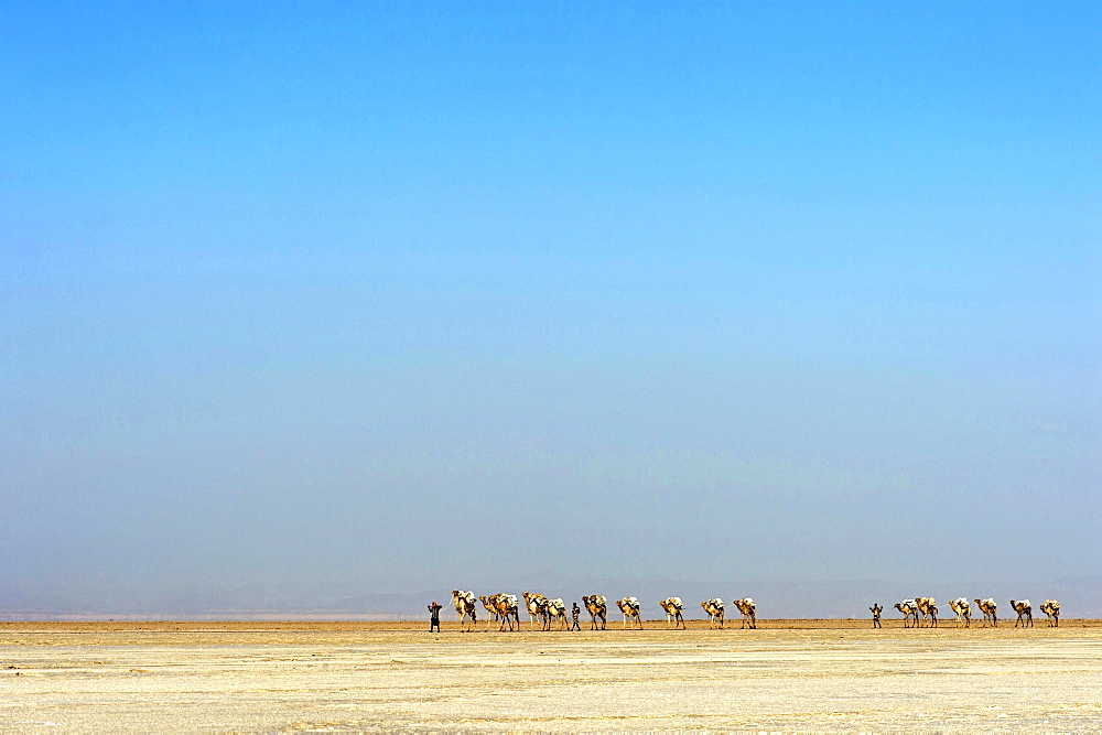 Afar shepherd leads a dromedary caravan loaded with rock salt plates (halite) across the Lake Assale (Lake Assale), Danakil Depression, Afar Region, Ethiopia, Africa