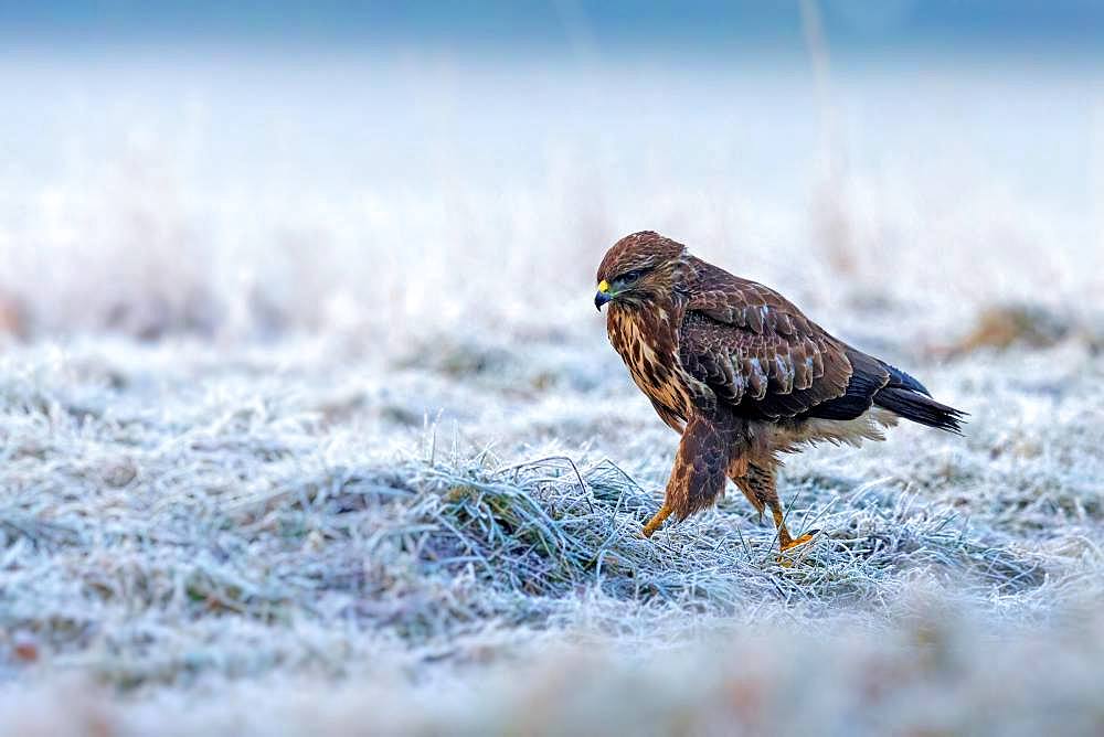 Buzzard (Buteo buteo) running, foraging in winter, Saxony-Anhalt, Germany, Europe