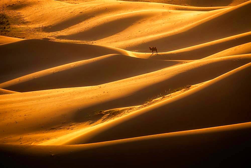 Beautiful light in Khongor sand dunes. Umnugobi province, Mongolia, Asia