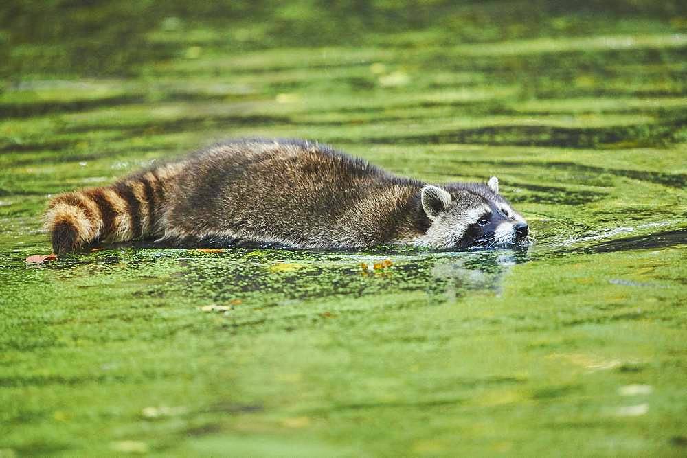 Raccoon (Procyon lotor) floating in a pond, captive, Bavaria, Germany, Europe