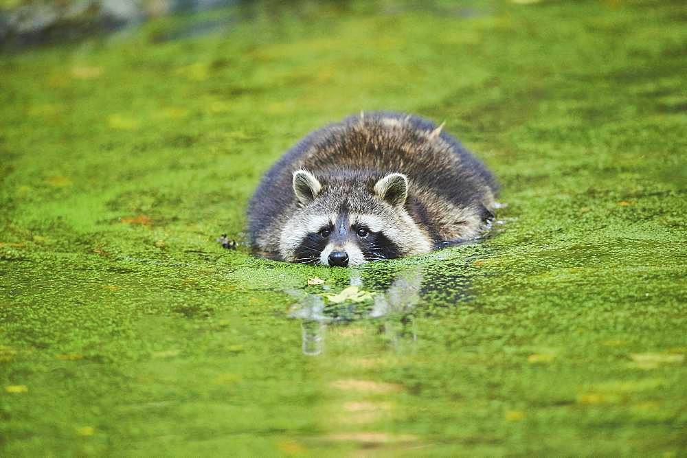 Raccoon (Procyon lotor) floating in a pond, captive, Bavaria, Germany, Europe