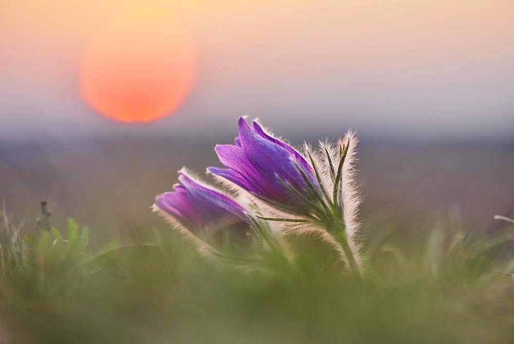 Pasque flower (Pulsatilla vulgaris ), blooming, sunset, Bavaria, Germany, Europe