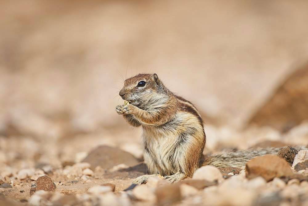 Barbary ground squirrel (Atlantoxerus getulus ) eating, Fuerteventura, Canary Islands, Spain, Europe