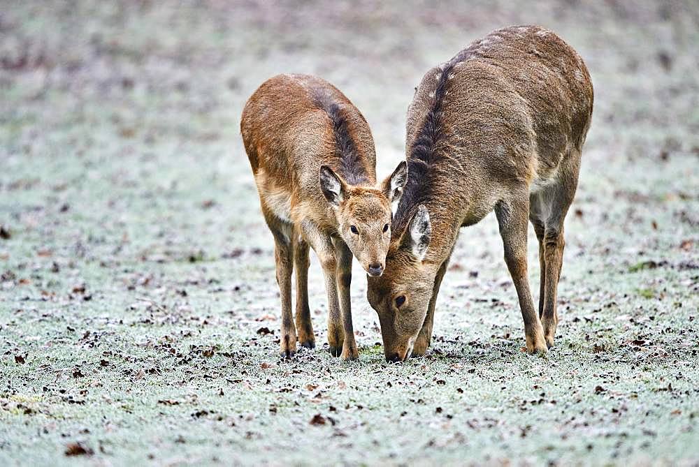 Young (Cervus nippon) in a meadow with hoarfrost, captive, Germany, Europe