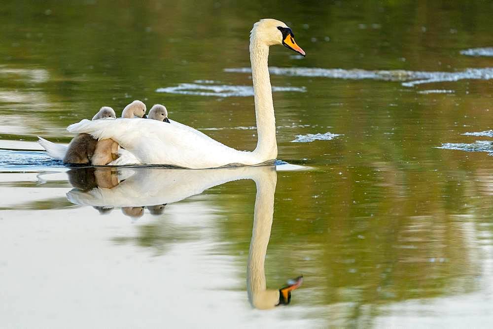 Mute swan (cygnus olor), adult bird swims with chick on its back, Germany, Europe