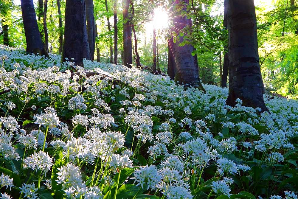 Bloomer (Allium ursinum), beech forest, back light, Greifenstein, Hesse, Germany, Europe