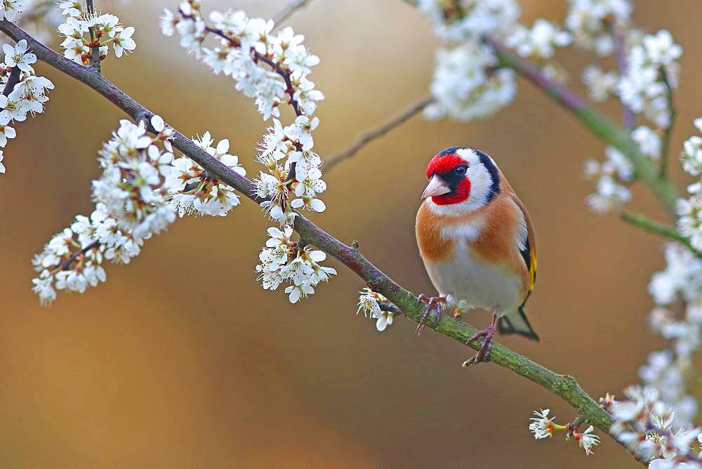 European goldfinch (Carduelis carduelis) on flowering blackthorn branch, Solms, Hesse, Germany, Europe