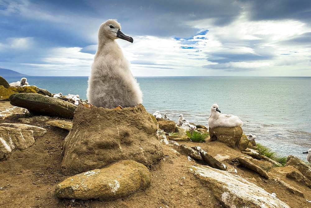 Black-browed Albatross (Thalassarche melanophris) chick on its nest, Saunders Island, Falkland Islands, South America