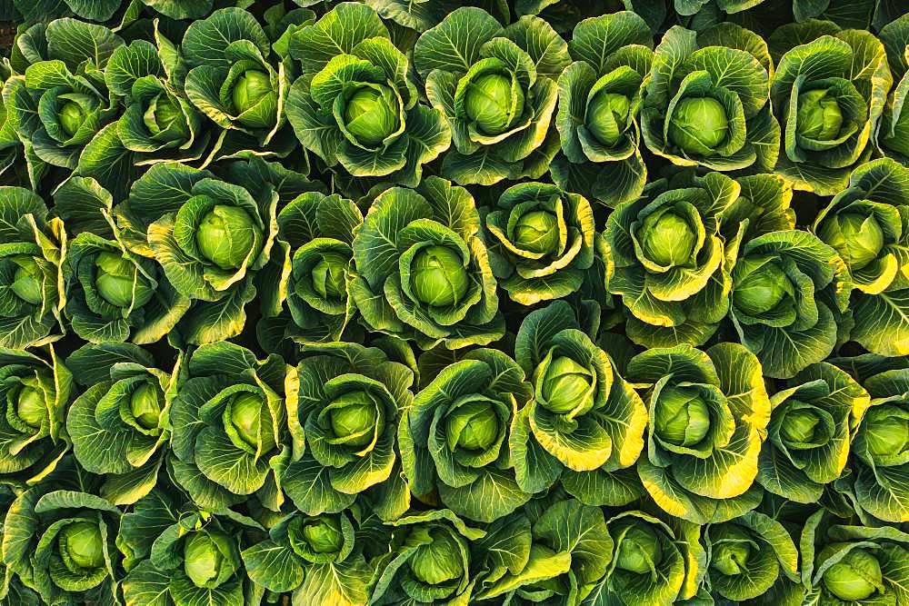 Cabbage field, aerial photograph, background picture, Austria, Europe