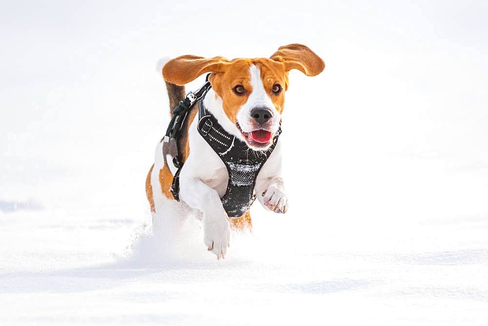 Beagle, male, running through snow, Austria, Europe