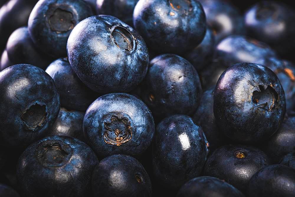 Blueberries, black background, studio shot, Austria, Europe