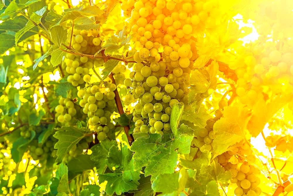 Green grapes on the vine, South Styria, Austria, Europe