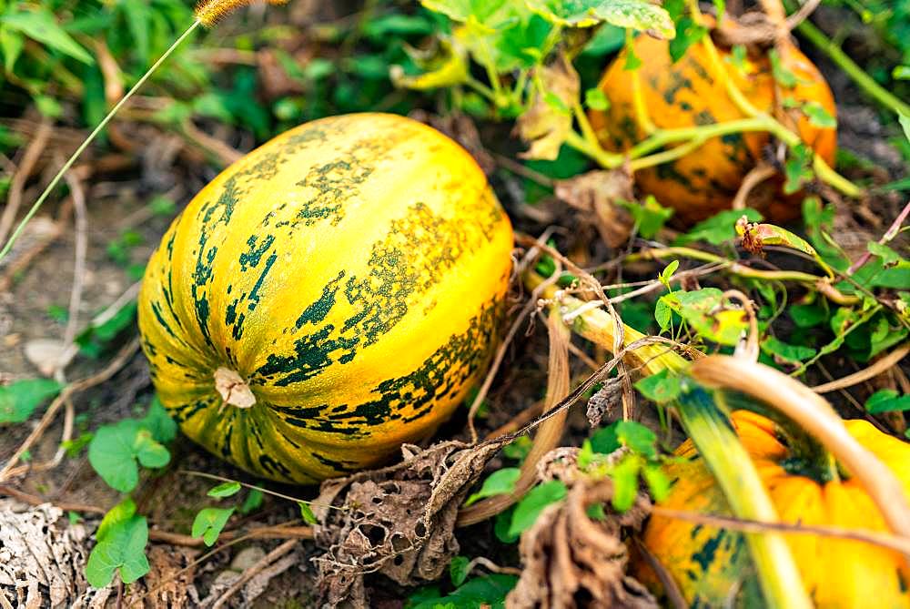 Pumpkin growing in a field, Austria, Europe