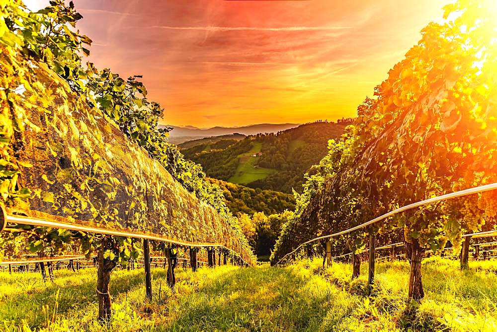 Vines on vineyard in the evening red, Kitzeck im Sausal, Styria, Austria, Europe