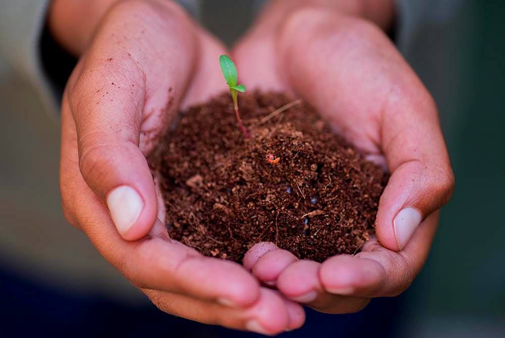 Close-up of a hand with soil and growing plant. Port Elizabeth, South Africa, Africa