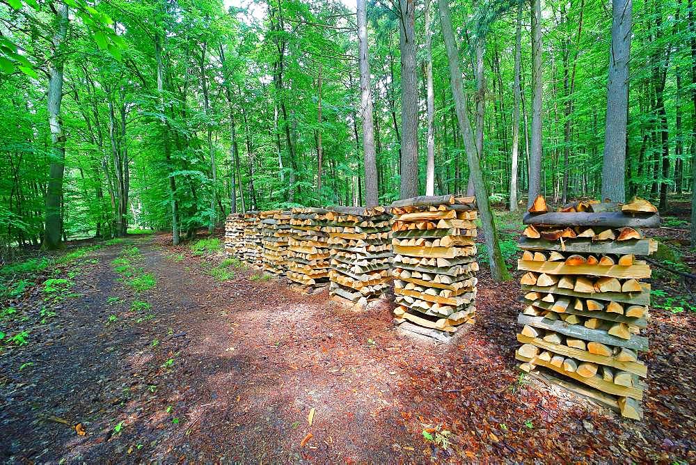 Mounted firewood, meter wood in the forest, Solms, Hesse, Germany, Europe