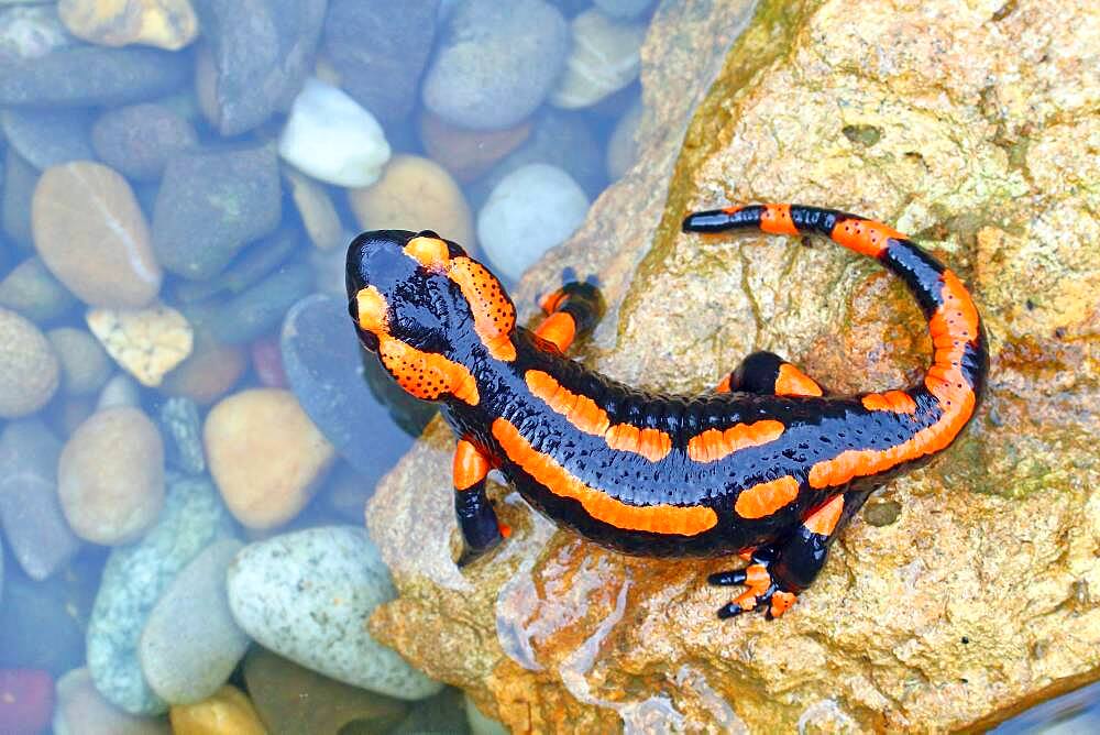 Orange Fire salamander (Salamandra salamandra), Rare colour variation, Solms, Hesse, Germany, Europe