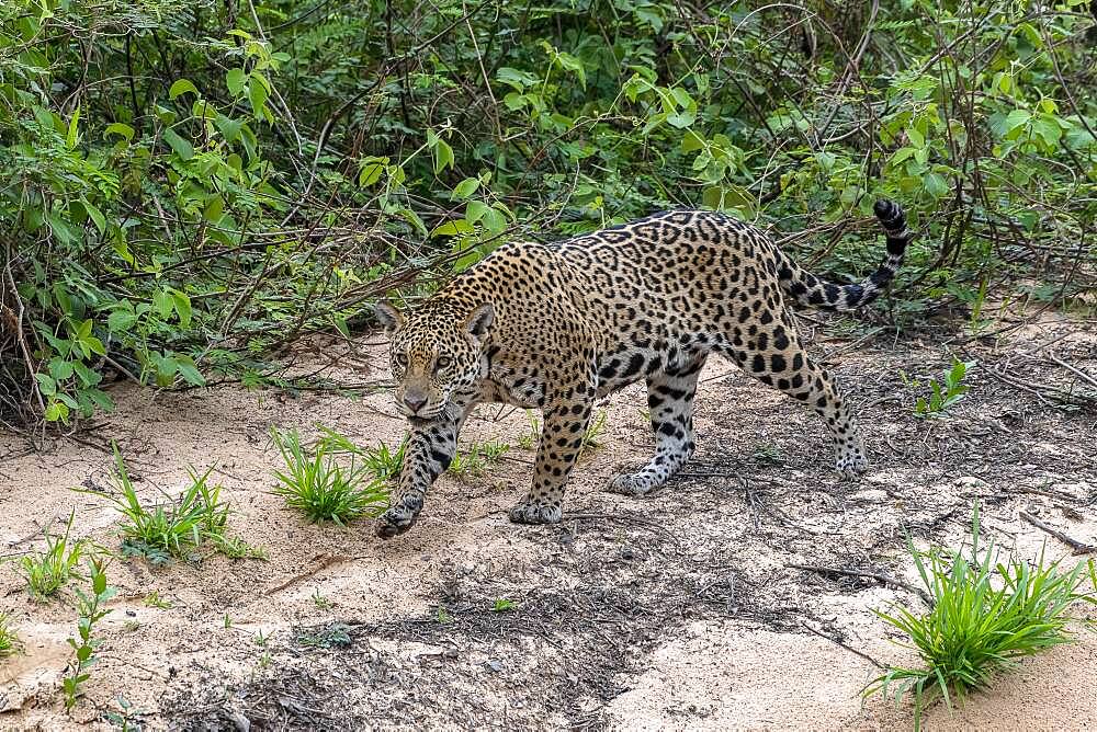 Jaguar (Panthera Onca), female, creeps on silent soles, Matto Grosso do Sul, Pantanal, Brazil, South America