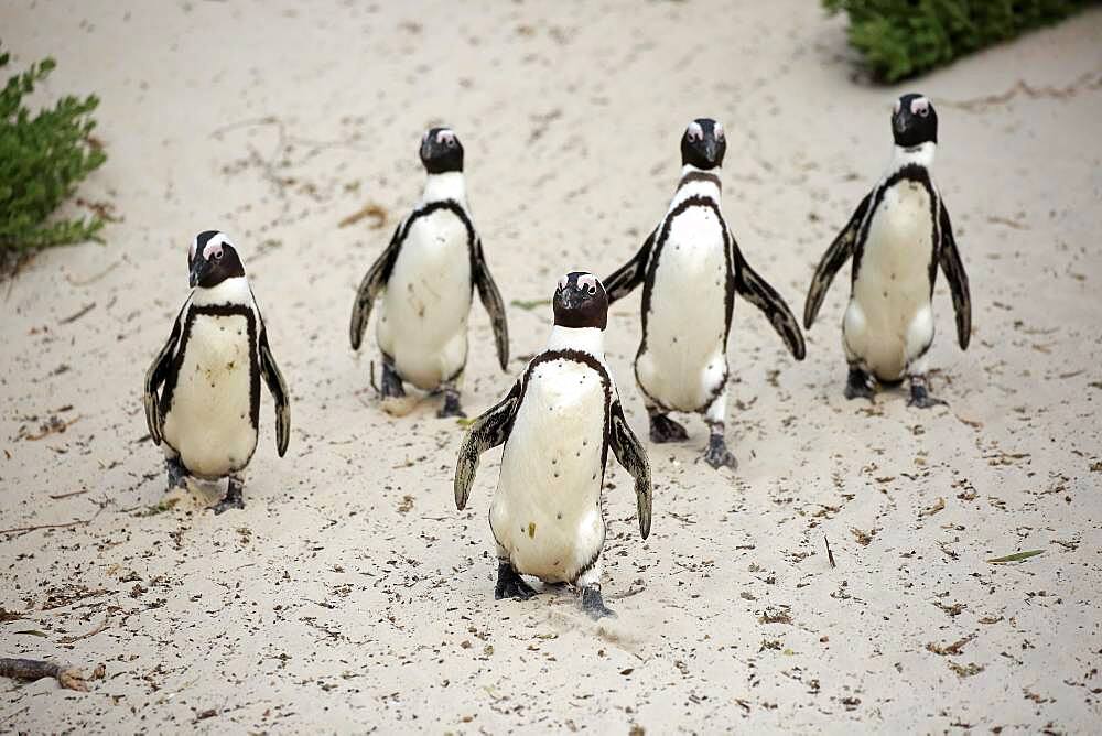 African penguin (Spheniscus demersus), adult, group, beach, running, on shore, Boulders Beach, Simon's Town, Western Cape, South Africa, Africa