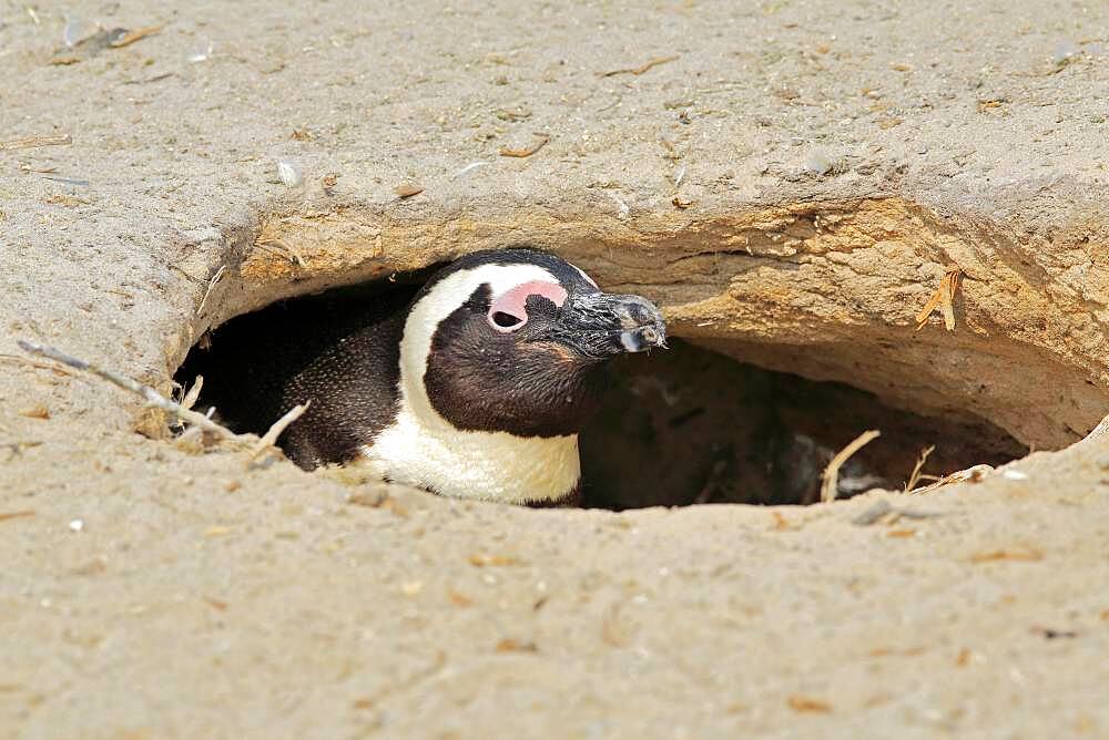 African penguin (Spheniscus demersus), adult, looks from breeding cave, beach, on land, Boulders Beach, Simon's Town, Western Cape, South Africa, Africa