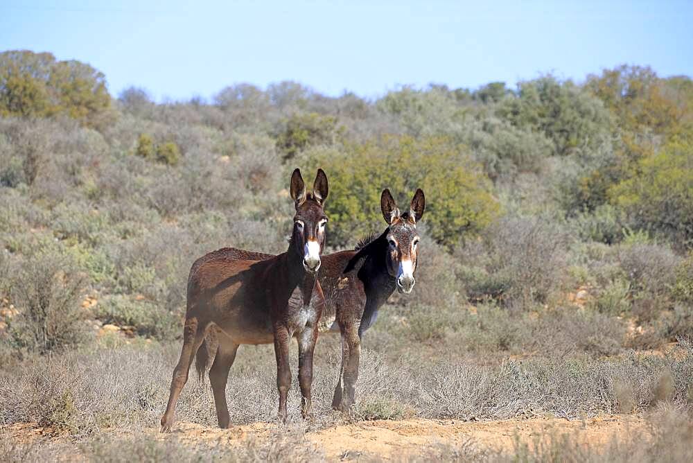 Donkey (Equus asinus asinus), Equus africanus f. asinus, adult, two, alert, Oudtshoorn, Western Cape, South Africa, Africa