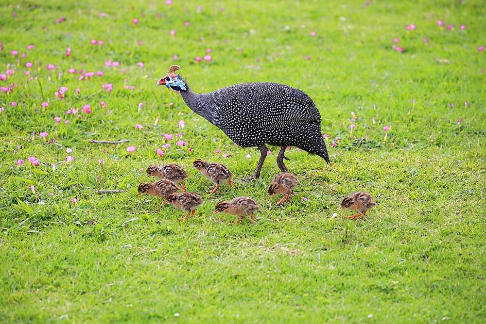 Helmeted guineafowl (Numida meleagris), adult, young animals, chicks, alert, walking, Kirstenbosch Botanical Garden, Cape Town, South Africa, Africa