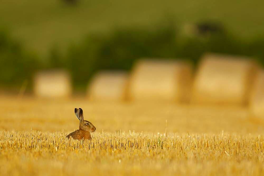 Brown hare (Lepus europaeus) adult sitting in stubble field, Norfolk, England, United kingdom