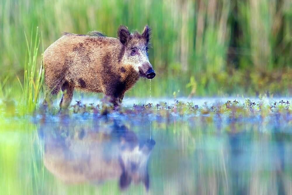 Wild boar (Sus scrofa) standing in water, with own mirror image, Biosphere Reserve Mittelelbe, Saxony-Anhalt, Germany, Europe