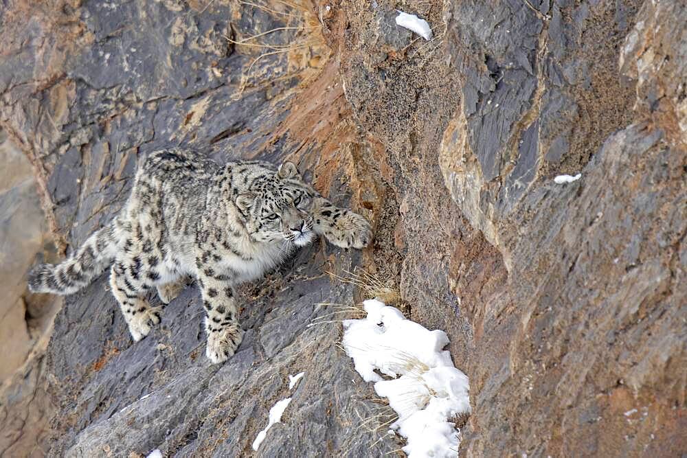 Snow leopard (Panthera uncia) on rock, Spiti region of the Indian Himalayas, India, Asia