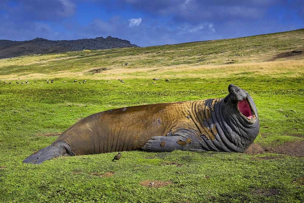 Southern elephant seal (Mirounga leonina), Carcass Island, Falkland Islands, United Kingdom, South America