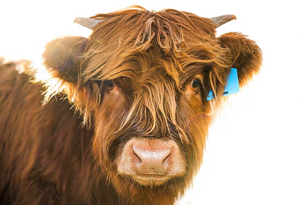 Scottish Highland Cattle, Kyloe, young animal portrait, Ashburton Lakes, Ashburton, Canterbury, New Zealand, Oceania