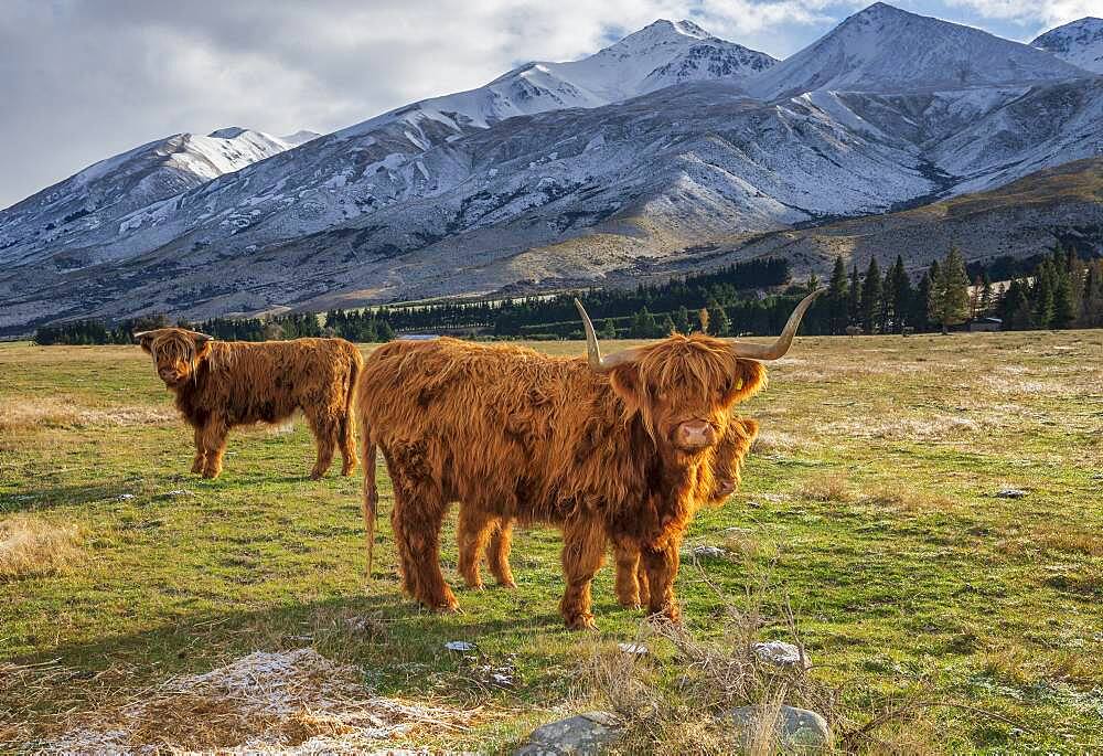 Scottish Highland Cattle, Kyloe, grazing, Ashburton Lakes, Ashburton, Canterbury, New Zealand, Oceania