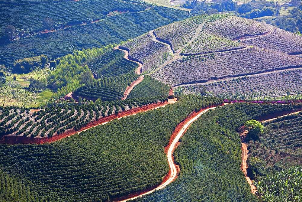 Coffee plantations near Carmo de Minas, Minas Gerais, Brazil, South America