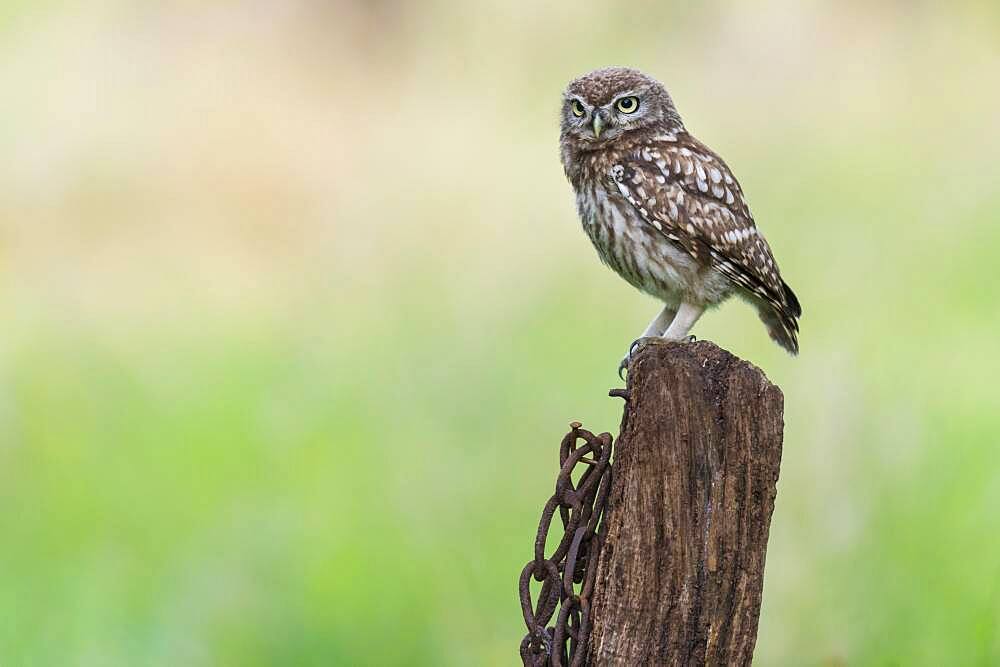 Little owl (Athene noctua ), Vechta, Lower Saxony