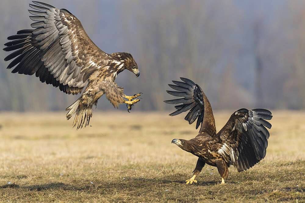 White-tailed eagle (Haliaeetus albicilla ), Kutno, Poland, Europe