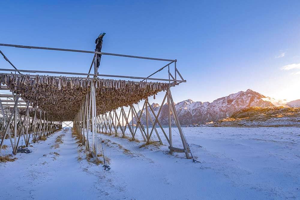 Wooden frame with stockfish in winter at sunset, mountains, Vesteralen, Hovden, Nordland, Norway, Europe