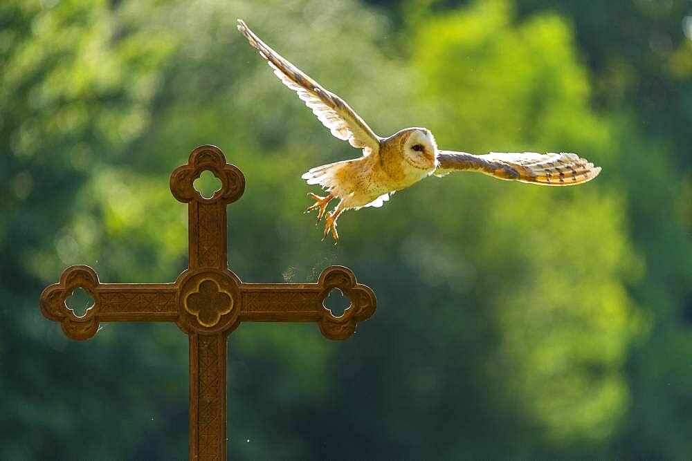 Common barn owl (Tyto alba) flies off a cross against the light, Vechta, Lower Saxony, Germany, Europe