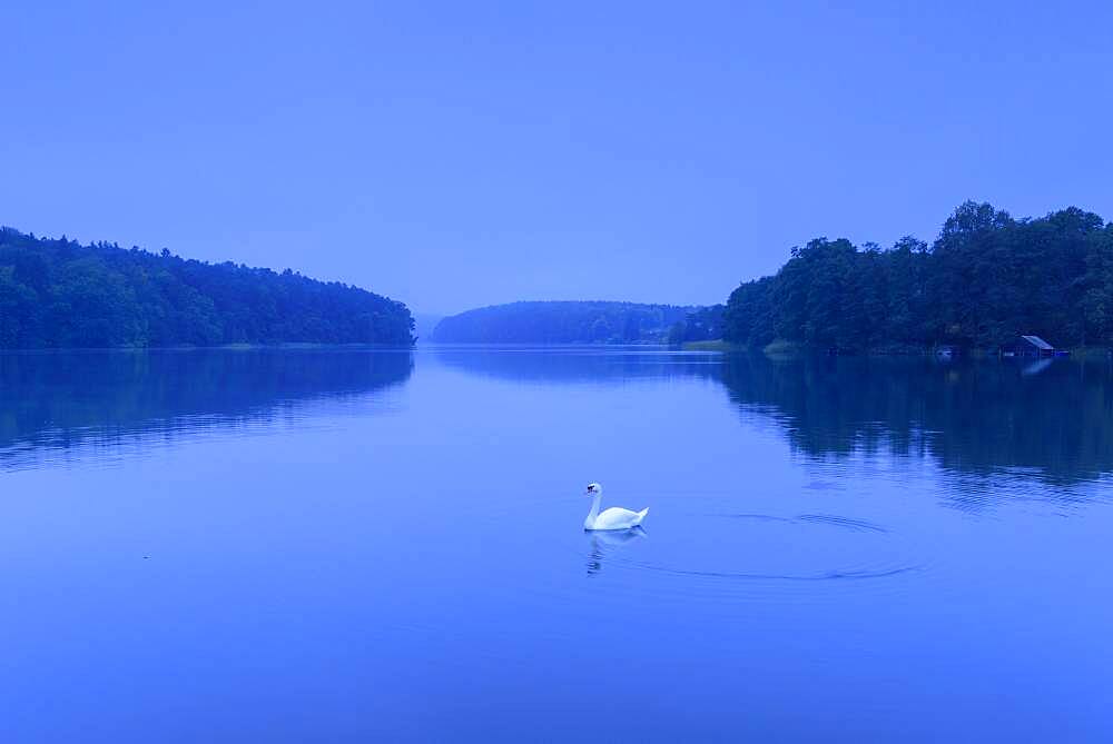 Swan on the lake Schmaler Luzin zur blauen Stunde, Lake, Feldberger Seenlandschaft, Mecklenburg-Vorpommern, Germany, Europe