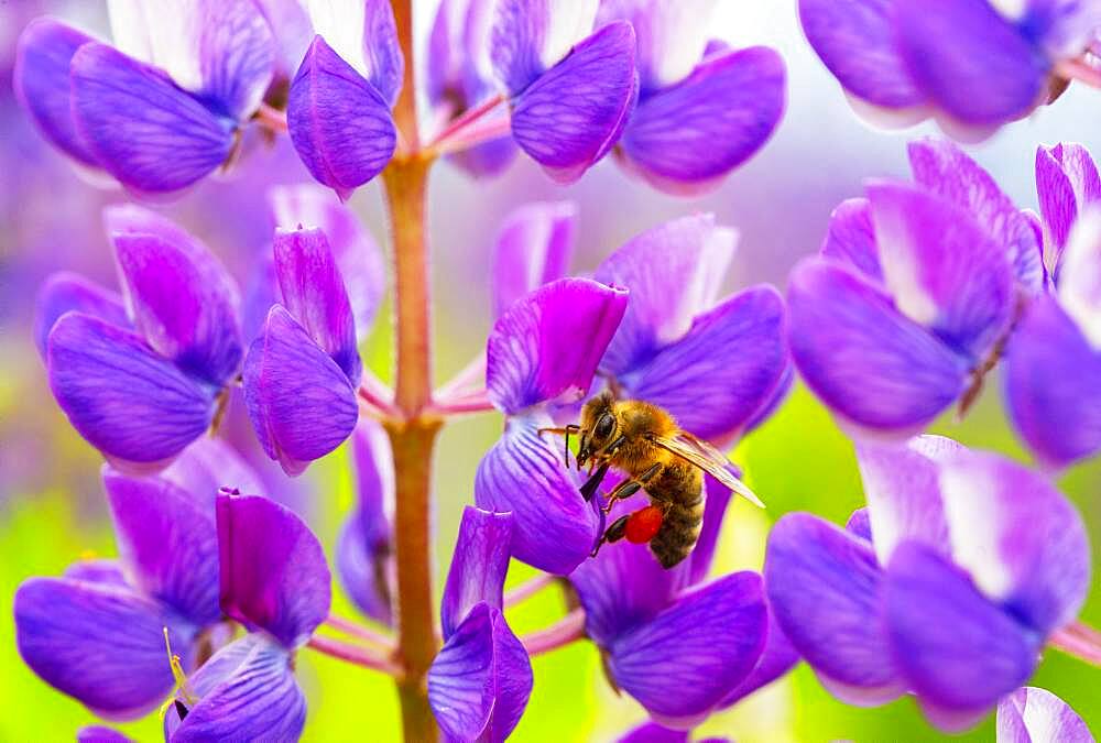 Bee at lupine flower, lupines, lupinus, multi-leaved lupine, Upper Austria, Austria, Europe