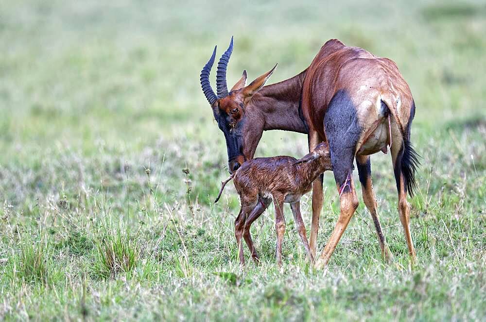 Sassaby- (Damaliscus lunatus) with newborn calf, Masai Mara Game Reserve, Kenya, Africa