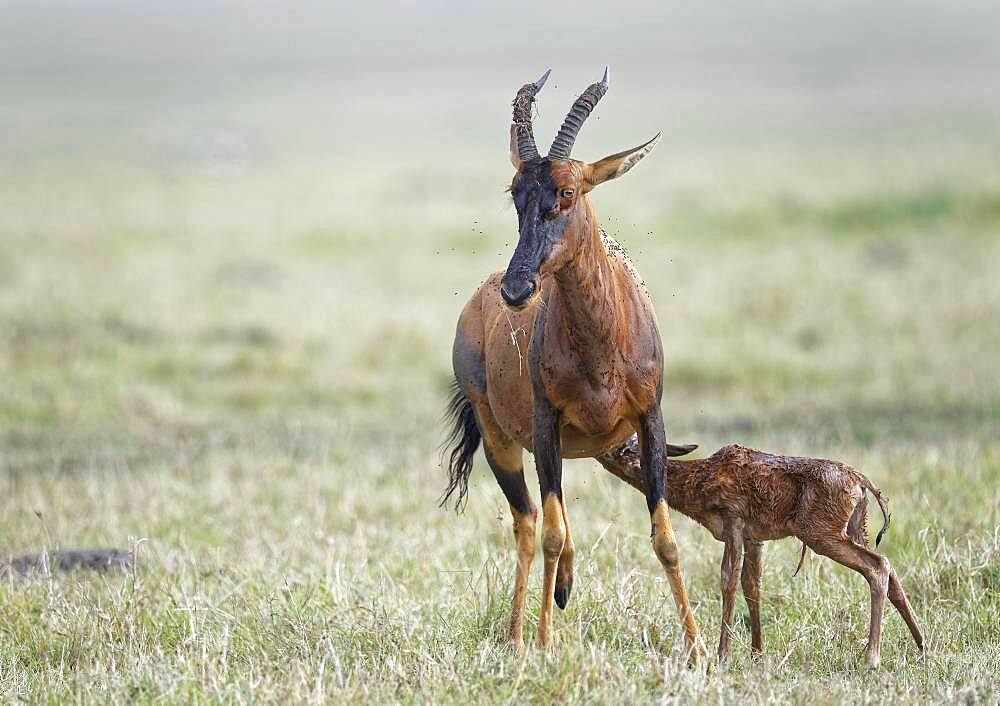 Sassaby- (Damaliscus lunatus) with newborn calf, Masai Mara Game Reserve, Kenya, Africa