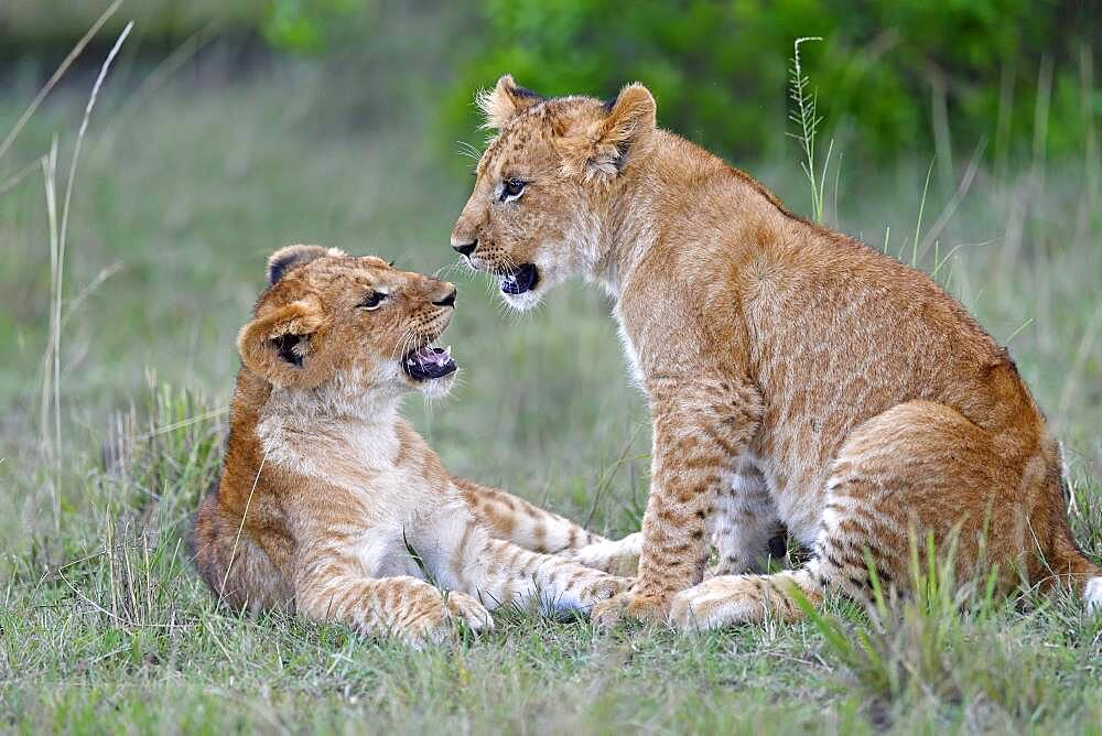 Young (Panthera leo), Masai Mara Game Reserve, Kenya, Africa