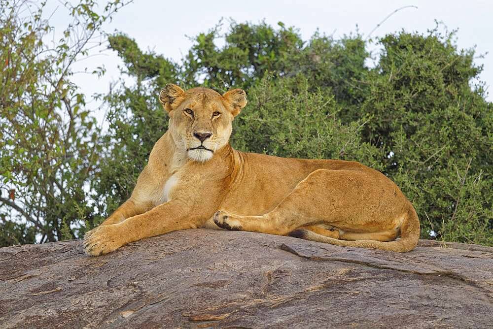 Lioness (Panthera leo), Msaai Mara Game Reserve, Kenya, Africa