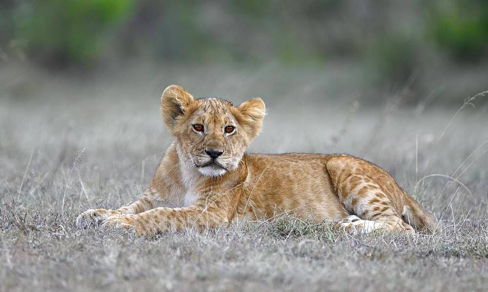 Young (Panthera leo ), Masai Mara Game Reserve, Kenya, Africa